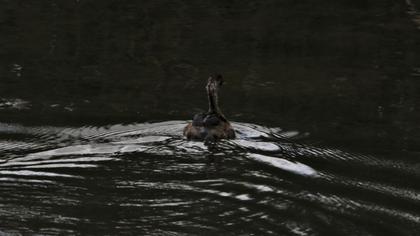 Kızılboyunlu batağan