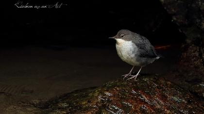 White-throated Dipper