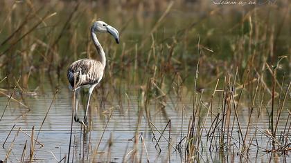 Greater Flamingo