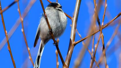 Long-tailed Tit