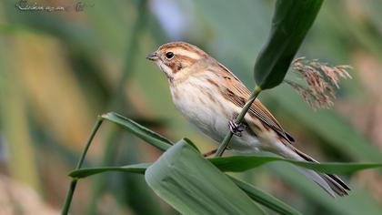 Common Reed Bunting