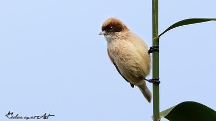 Eurasian Penduline Tit
