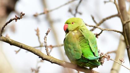 Rose-ringed Parakeet