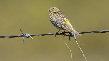 European Serin