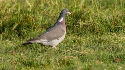 Common Wood Pigeon