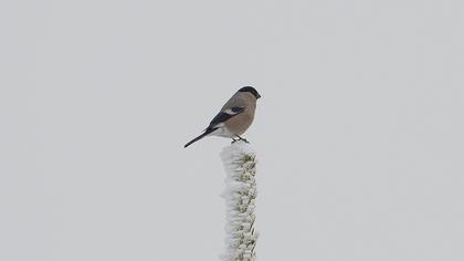 Eurasian Bullfinch