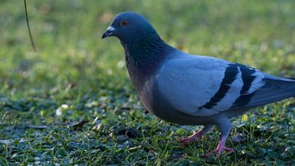 Rock Dove
