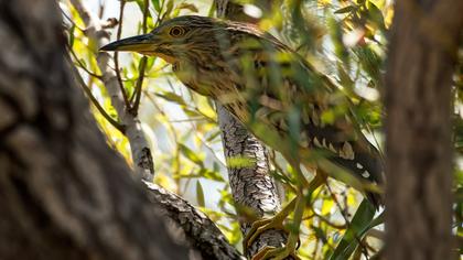Black-crowned Night Heron