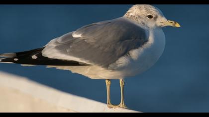 Mew Gull