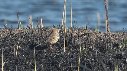 Buff-bellied Pipit