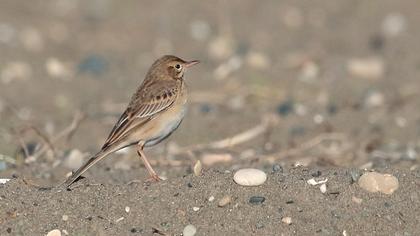 Richard`s Pipit