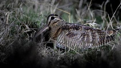 Eurasian Woodcock