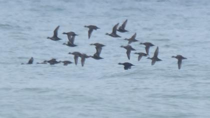 Common Scoter