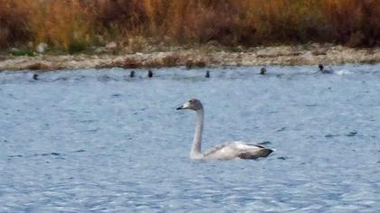 Whooper Swan