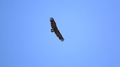 Cinereous Vulture