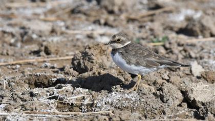 Little Ringed Plover