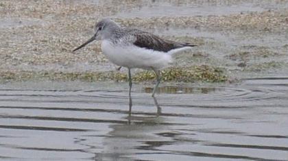 Common Greenshank