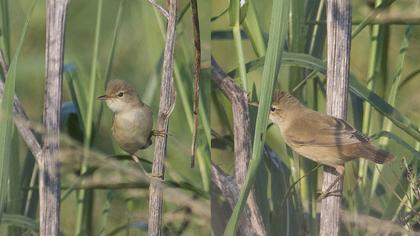 Marsh Warbler