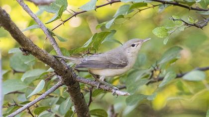 Icterine Warbler