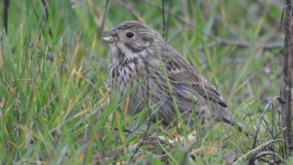 Corn Bunting
