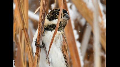 Common Reed Bunting
