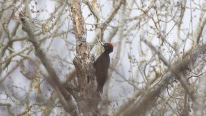 Black Woodpecker