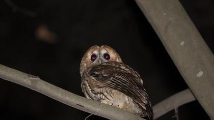 Tawny Owl