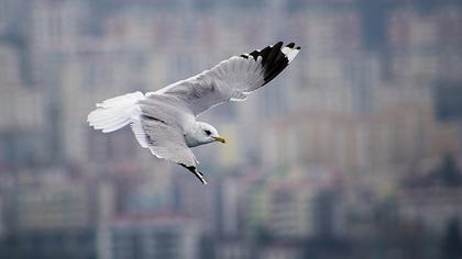 Küçük gümüş martı