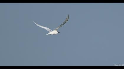 Sandwich Tern