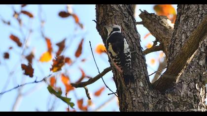 Middle Spotted Woodpecker