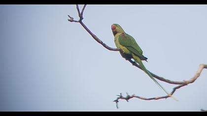 Alexandrine Parakeet