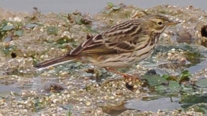 Meadow Pipit