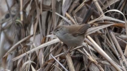 Rufous-tailed Scrub Robin