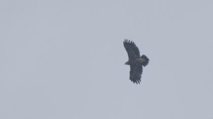 Lesser Spotted Eagle