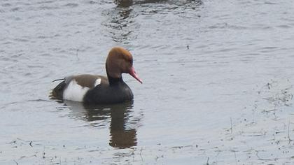 Red-crested Pochard