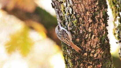 Short-toed Treecreeper