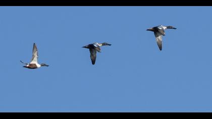 Northern Shoveler