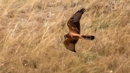 Montagu`s Harrier