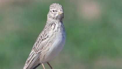 Turkestan Short-toed Lark