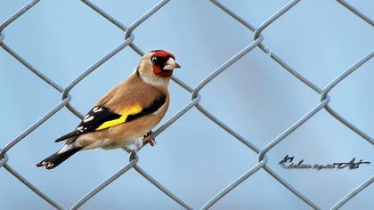 European Goldfinch