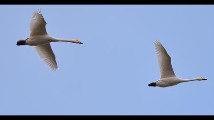 Whooper Swan