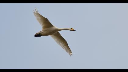 Tundra Swan
