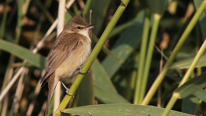 Great Reed Warbler