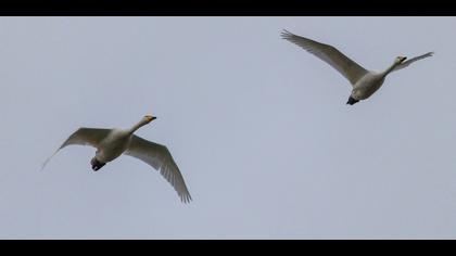 Whooper Swan