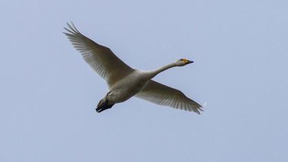 Tundra Swan