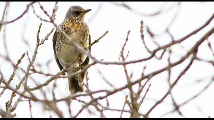 Fieldfare