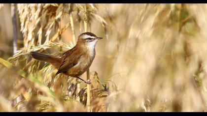 Moustached Warbler