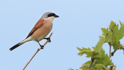 Red-backed Shrike
