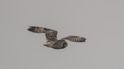 Short-eared Owl