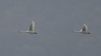 Tundra Swan